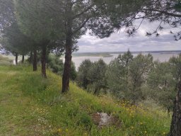 Flora del Cerro Masatrigo